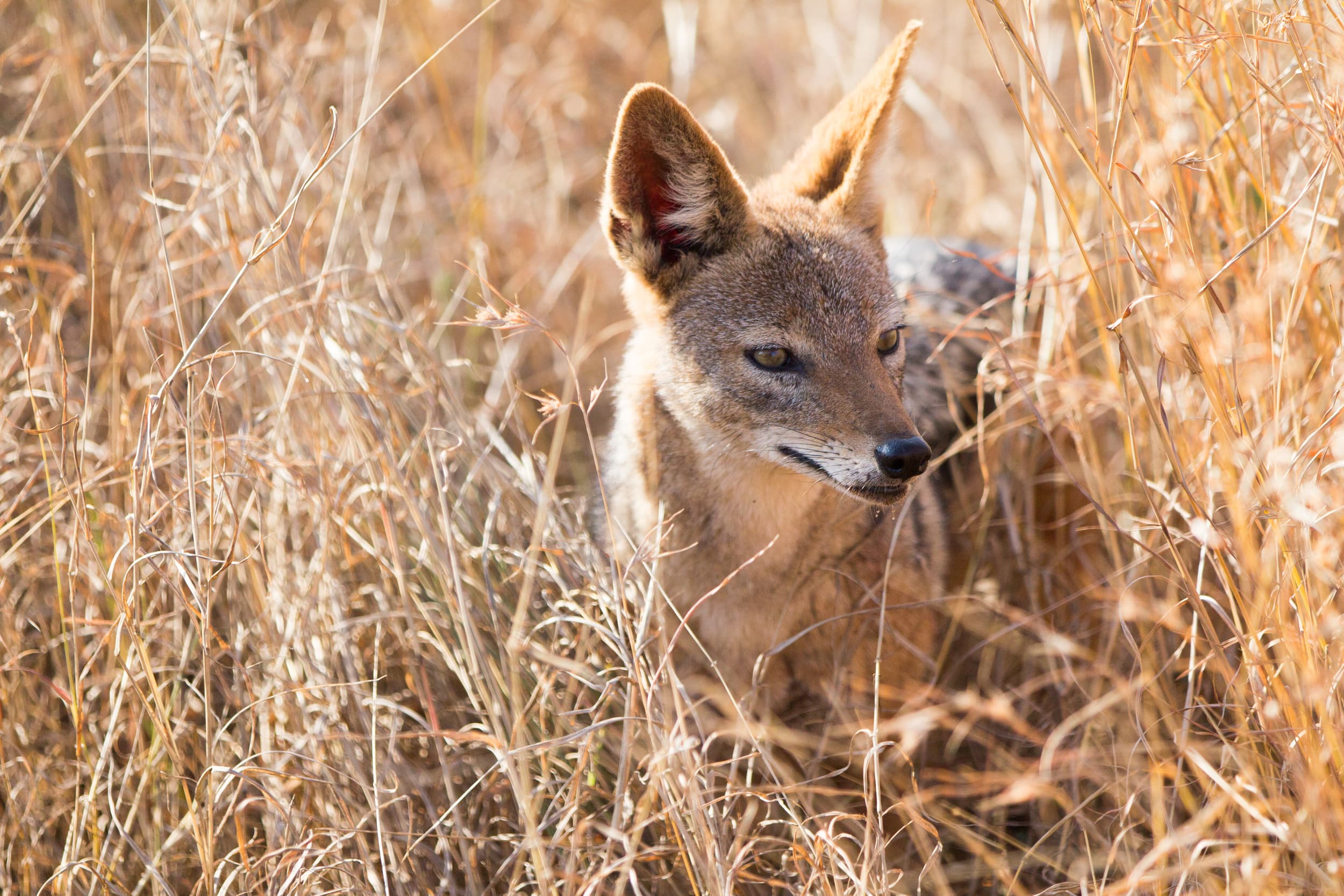 South Africa photography