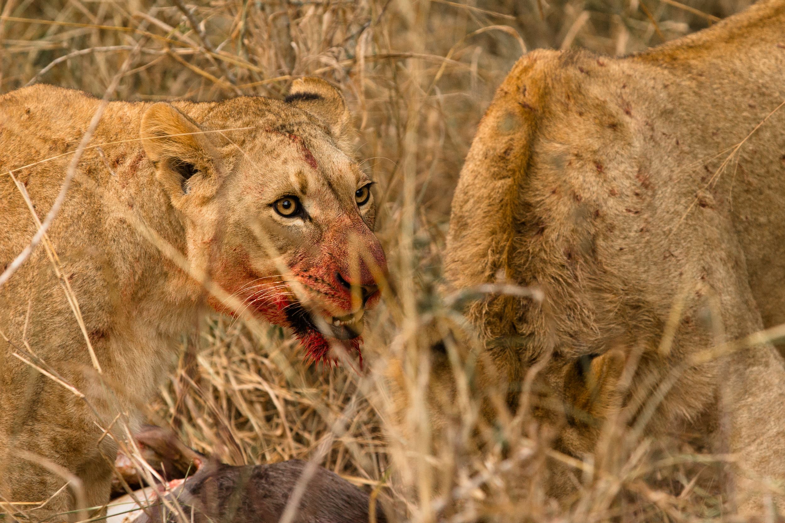 South Africa photography