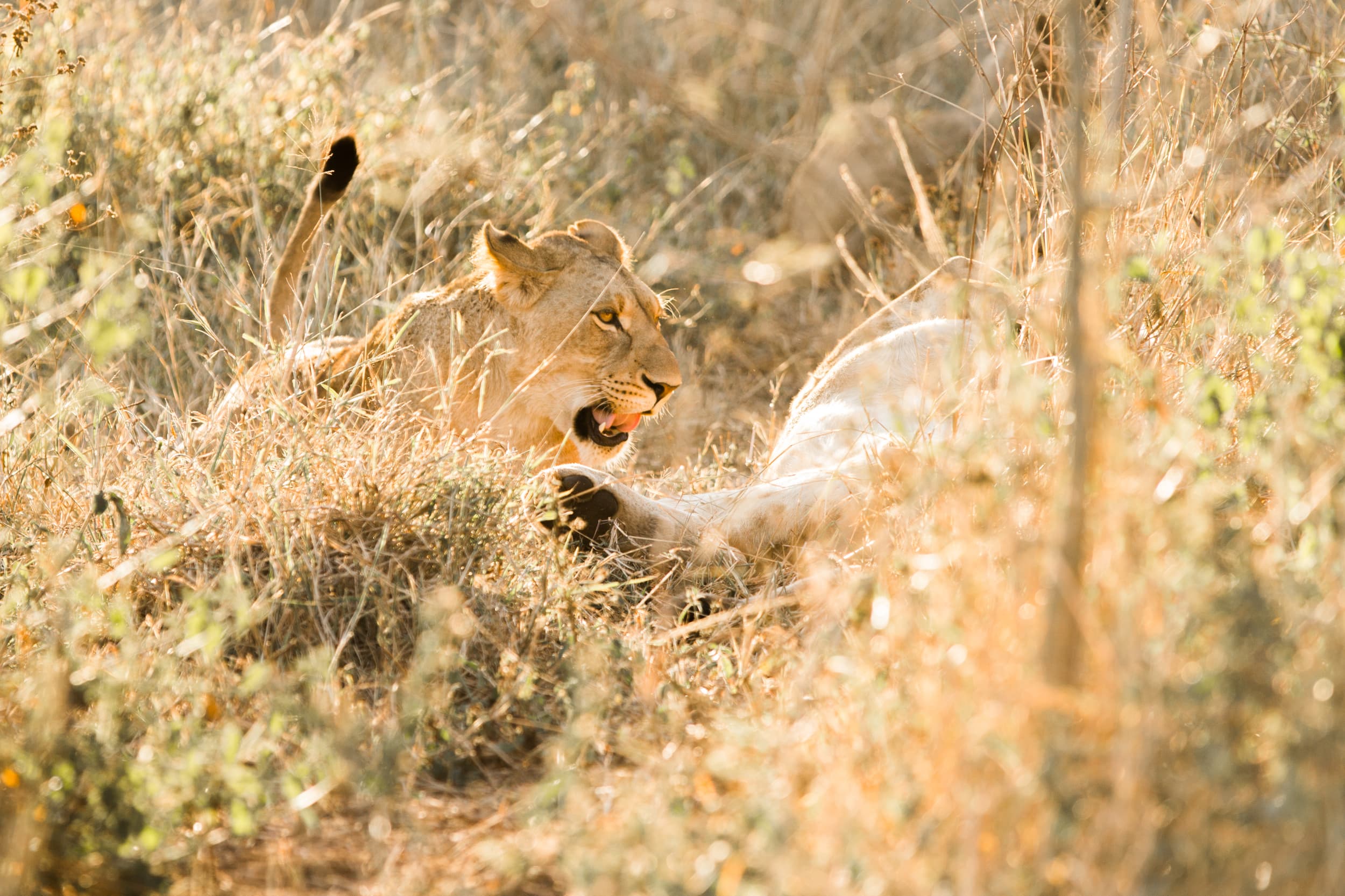 South Africa photography