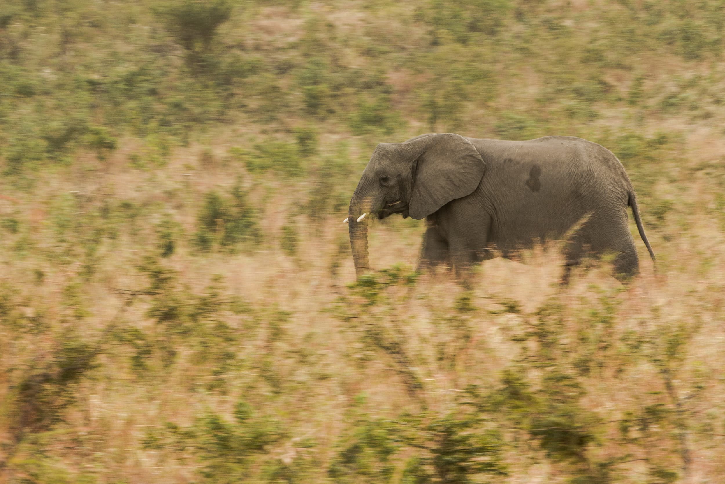 South Africa photography