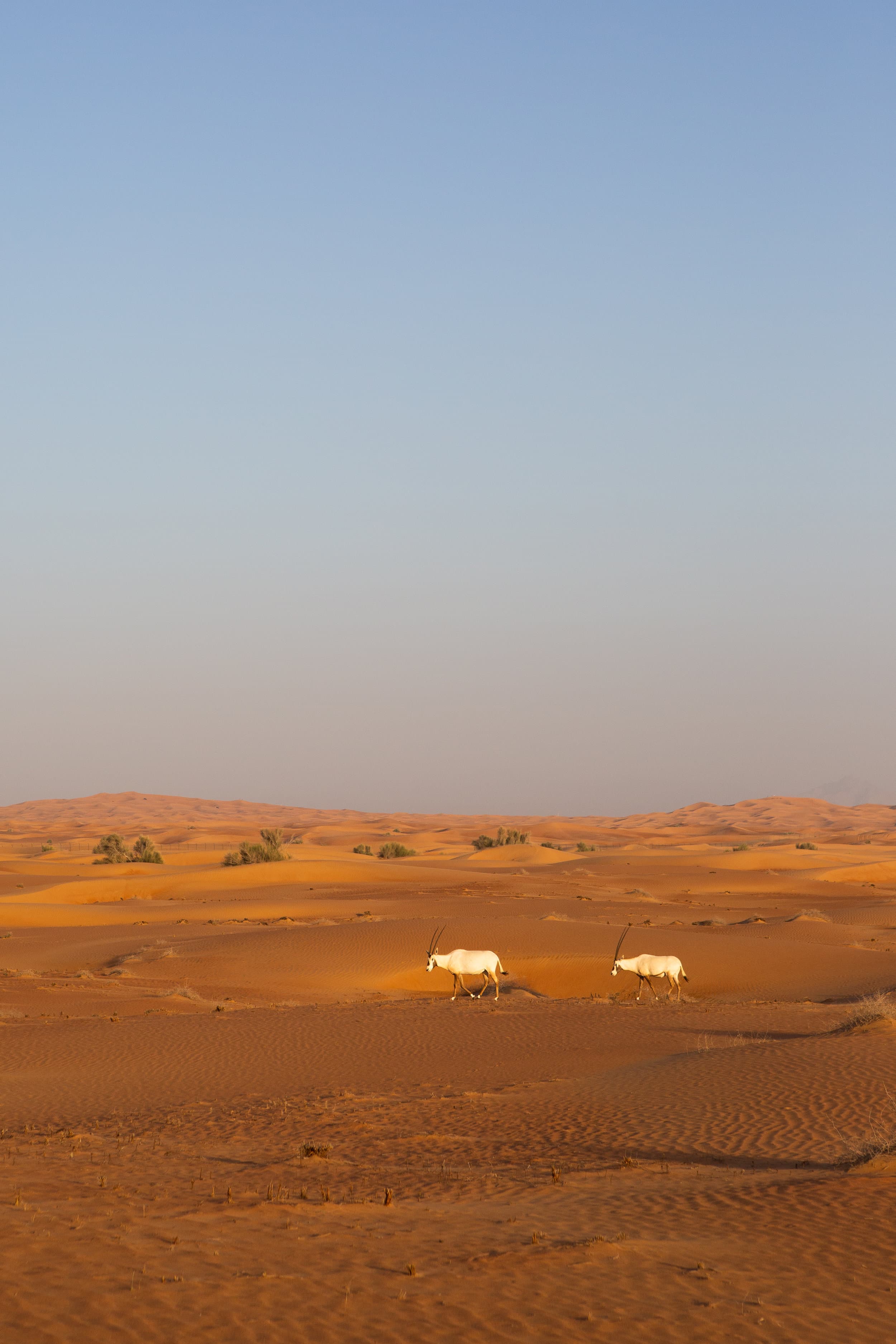 United Arab Emirates photography