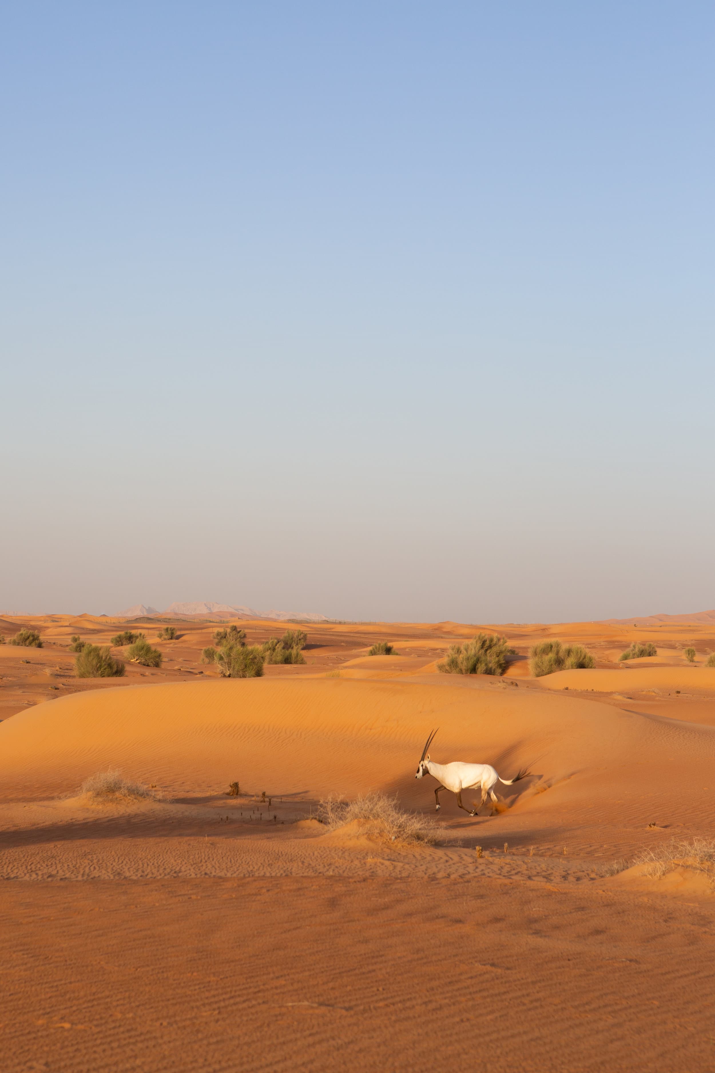 United Arab Emirates photography