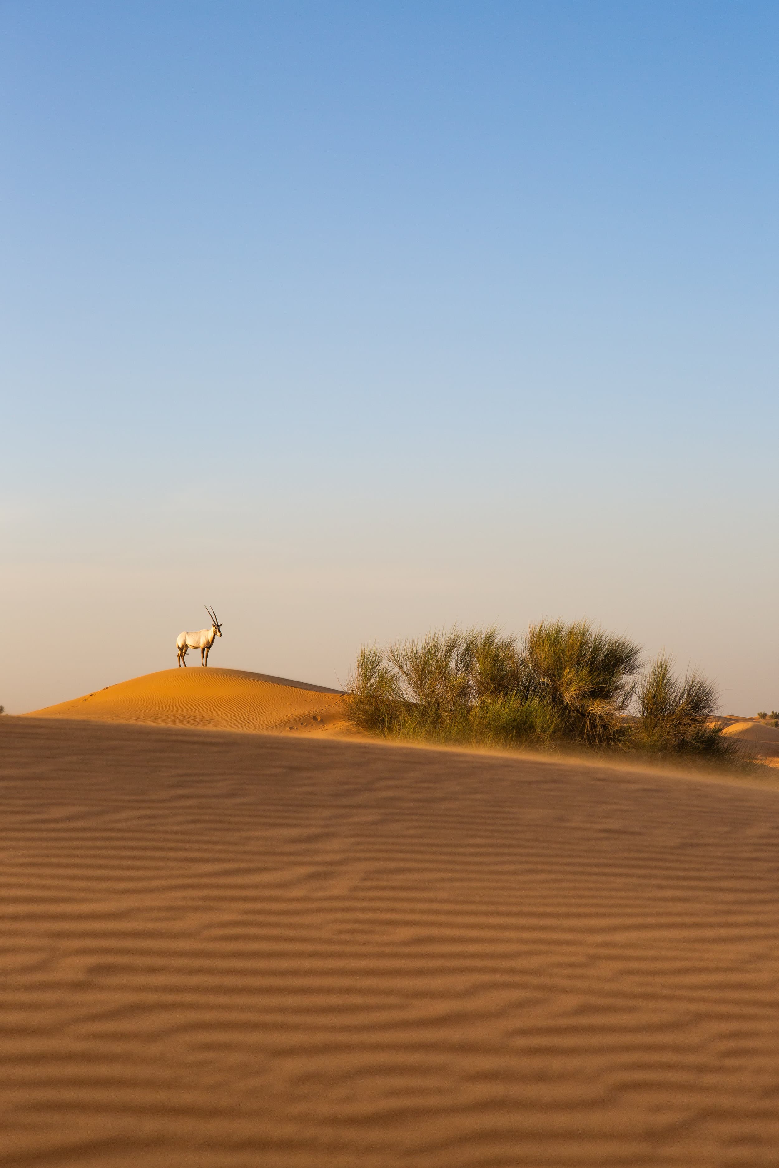 United Arab Emirates photography